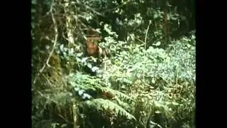 Circles in a Forest Part (4 of 9)