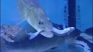 feeding time Perch Zander Catfish