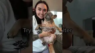 I tried the AI filter on my dog❤️ #shorts #puppy