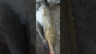 yellow croaker fish