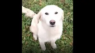 Dogs out and about