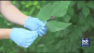 How to avoid poison ivy and other hazardous plants