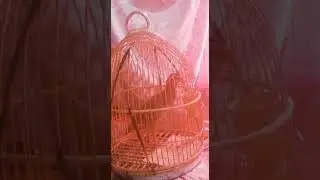 Chakor Masti/ Big size Chakor/ Maskati Chakor masti/ Chakor voice