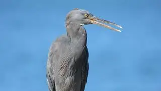 Eastern Reef Egret (grey morph).