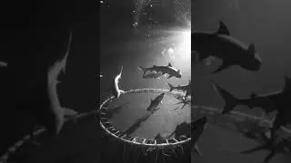 CCTV Footage Reveals Sharks on a Trampoline Underwater 😱 | Surreal AI Video