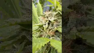 Blueberry Cheesecake 🫐🧀🍰frosty 🥶🥶outdoor #cannabisdaily #flowers #outdoors