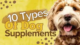 10 Types of Dog Supplements | The best for your senior dog