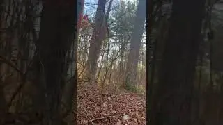 Connecticut Nature Walk 🌲 Gay City State Park + Soft Piano