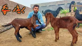How To Care Baby Goats In Winter - Goat Baby Kids Care in Winter