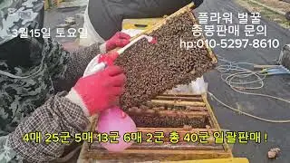 ((판매완료))3월 15일 토요일 대구경북지역 #종봉판매 4매 5매 40군 판매 #분양 #봄벌 #수정벌 #분양 #종봉