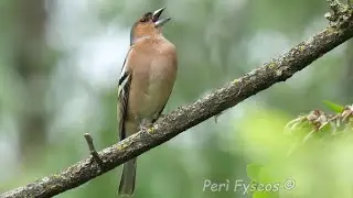 Fringuello, richiamo in primavera - Chaffinch, call in spring (Fringilla coelebs)