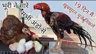 #Bhuri Ne Saare eggs #🥚 Hatch Ker Diye