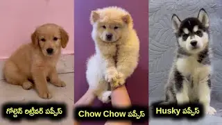 Chow Chow,Husky,Golden Retriever puppies for sale /9963862826 /aj pets