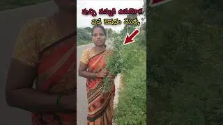 నీలి చెట్టు indigo plant youtube short viral short trending SHORTS in telugu village vlogs 🌴🌿