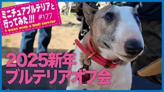 bullterrierブルテリア/2025新年ブルテリアオフ会　2025 New Year Bull Terrier Meet-up
