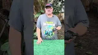 ID#6196 Детеныш альдабрской черепахи. Необычная форма панциря: необычный щиток, отличная форма па...