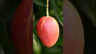 Top 10 Mango Varieties in the World.