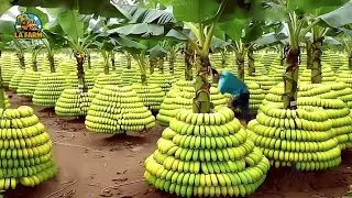 Smart Farm: Modern Methods for Harvesting, Sorting and Processing Bananas