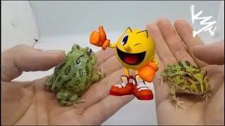 Peppermint vs Green Pac🐸MAN Frog #Cranwelli #K3Reptiles