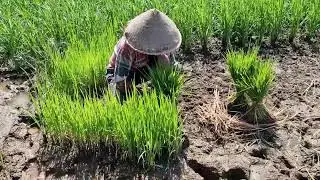 AMAZING! FARMERS UPROOT RICE SEEDLINGS BY HAND FOR NEW FIELDS - Agriculture Farming