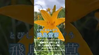 飛島萱草(トビシマカンゾウ)
