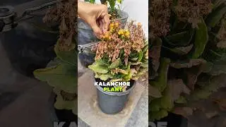 Remove This to Get More Flowers 🌸 | Kalanchoe Care Tip