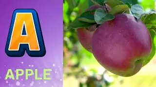 ABC Phonics Song | Alphabet letter sounds | ABC learning for toddlers | Education ABC Nursery Rhymes