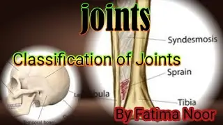 Snell Anotomy lecture #1 Joints Classification of joints 