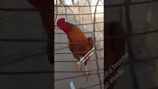 Talking Parrots and Exotic Birds For Sale | Must Watch 2025
