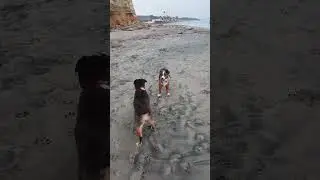 Dogs first time at the beach - Sophie and Finn having a blast at Del Mar Dog Beach