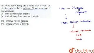 An advantage of using yeasts rather than bacteria as recipient cells for the recombinant DNA of ...