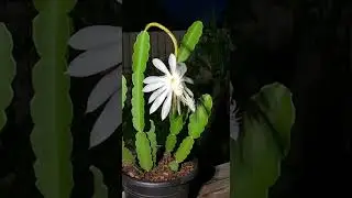 This moment was never meant to be captured. #Timelapse #VisualImpact #succulent #succulentplants ...