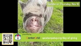 Help Animals and Wildlife on November 10 | SPCA Tampa Bay