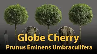 Globe Cherry - Prunus Eminens Umbraculifera