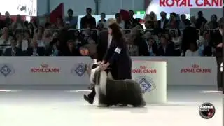 WDS Sunday 25 - Best In Show