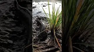 🎣 OMG! Fish DESTROYS Bait! 🤯 You Won't Believe What Happened! #fishing #fishbite