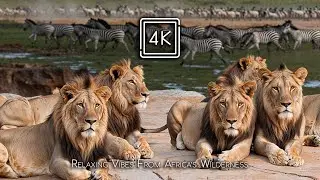 4K WILD AFRICA &ndash; Relaxing Piano Harmony with Timeless Wildlife Landscapes