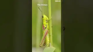 Cricket sounds