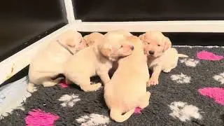 Adorable 4-Week-Old Labrador Puppies Having Fun Together!
