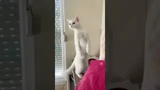 Standing cat#funnycats #funnyanimals #petvideos #cat&nbsp;#fyp #usa