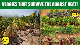 🌞 Drought-Tolerant Vegetables for Hot August Gardens | Grow More with Less Water 🌿🥒