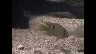 Keyhole cichlid by Fish, Tanks and Ponds