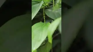 Is #blackpepper Native To #india #shottvideo #ytshorts #sos