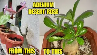HOW TO MAKE MULTI- BRANCH ADENIUM | DESERT ROSE