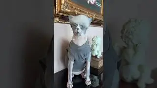Мэни лысеет😂