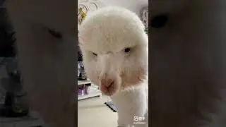 alpaca like water melon