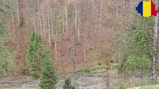 [🇷🇴Romania ] Relaxing nature | birds and river | Live 06.11.2025