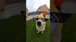 poki poki #music #song  #dog #shortfeed #short