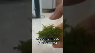 pemula wajib tau - rahasia moss aquascape