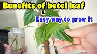 How To Grow Betel Leaves From Cuttings in Pots | Grow Piper betle L At Home - Gardening Tips